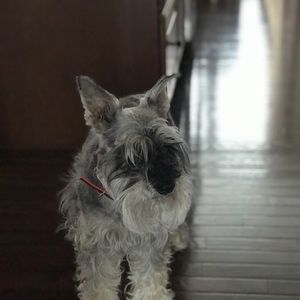 Meet your Posher, Dalton